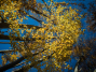 IMG_20201108_145526