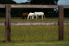 crw_15985