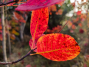 IMG_20221026_175054_1600