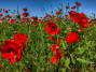 IMG_20240505_112834_1600