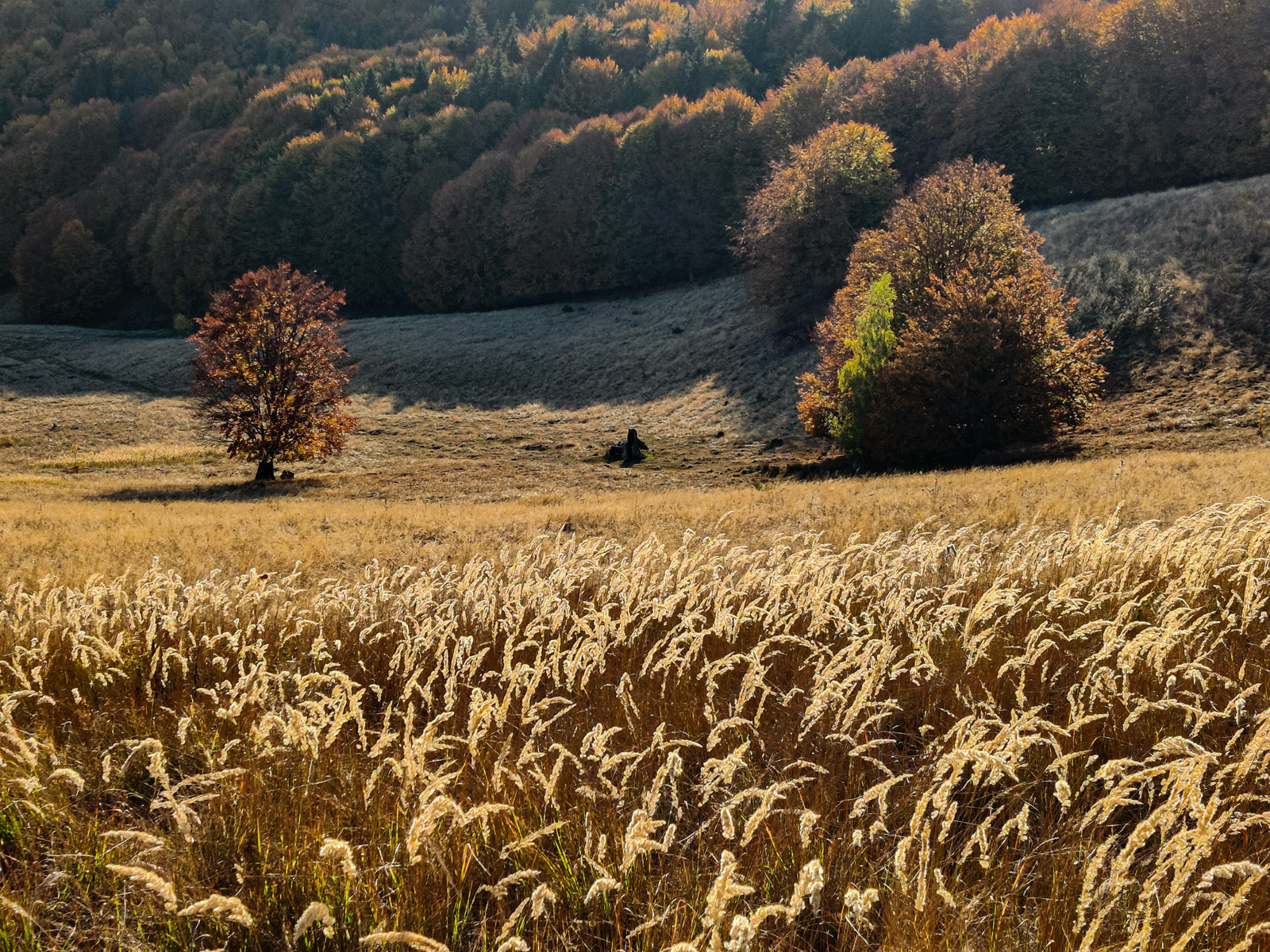 IMG_20231022_170708_1600