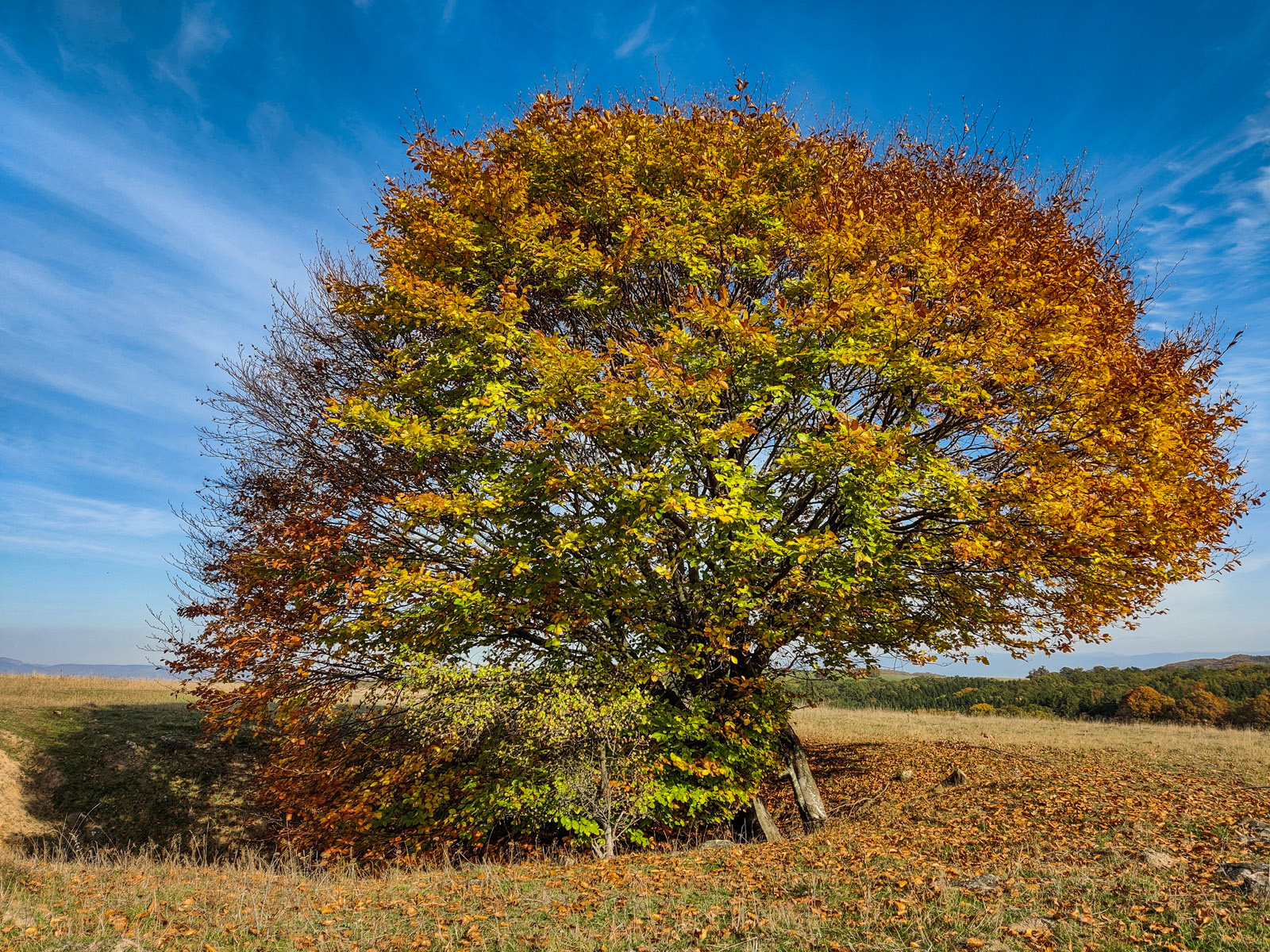 IMG_20241024_150850_1600